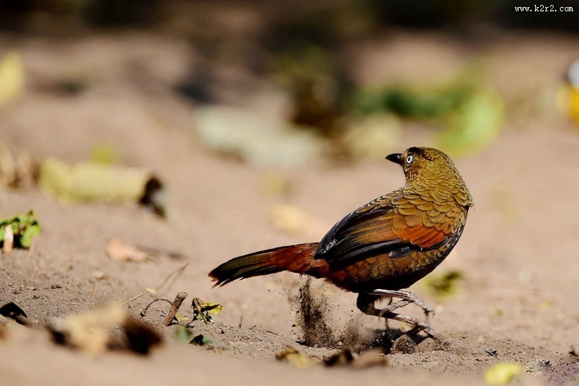 身带鳞状斑之蓝翅噪鹛图片大全