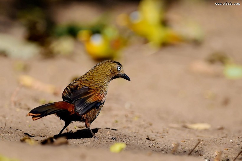 身带鳞状斑之蓝翅噪鹛图片大全