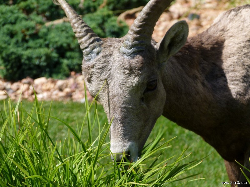 奇异的混血动物之山绵羊图片