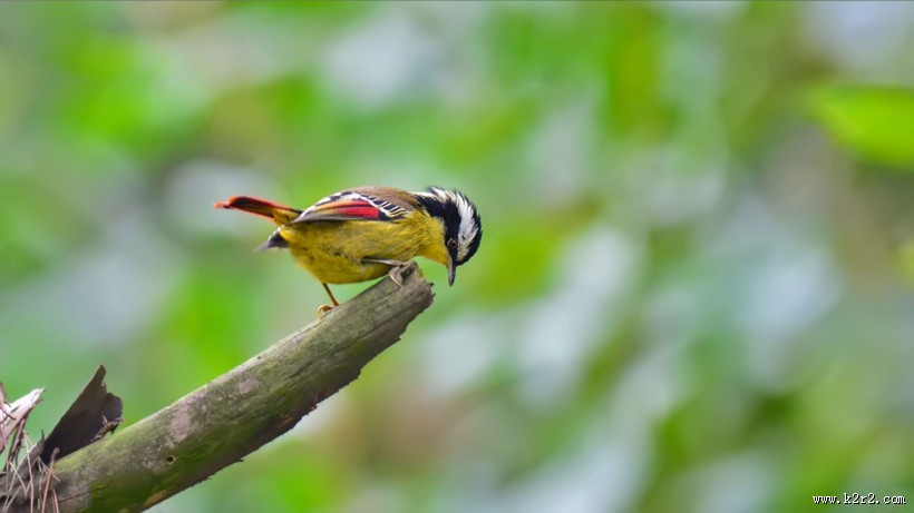 小型鸟之火尾希鹛图片