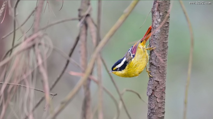 小型鸟之火尾希鹛图片