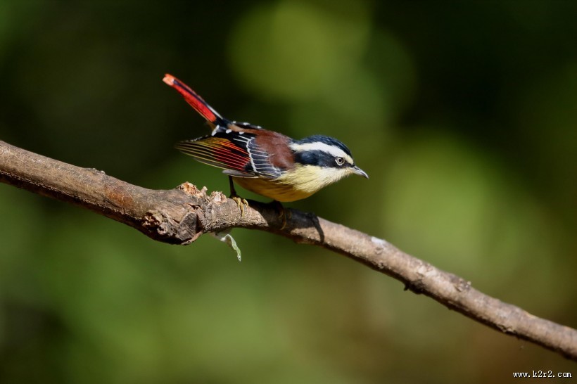 小型鸟之火尾希鹛图片