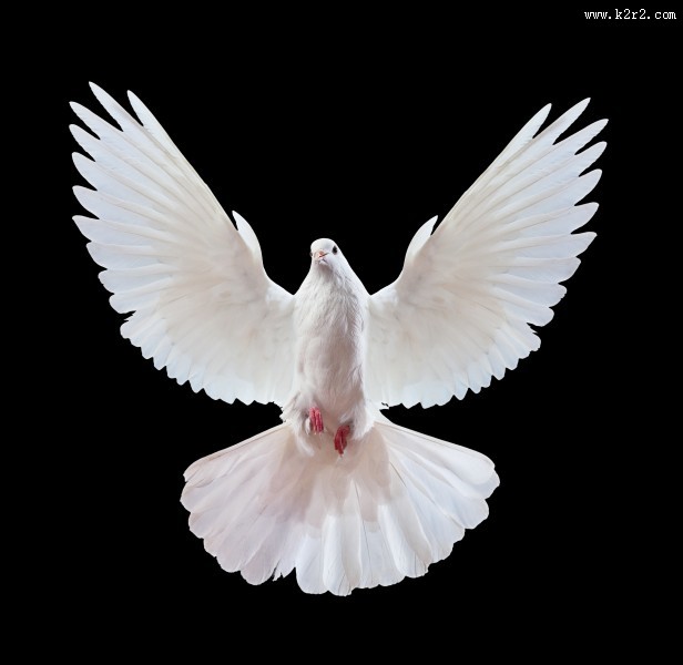 在天空飞翔和平鸽图片