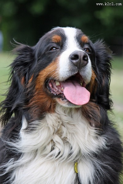 聪明的伯恩山犬图片