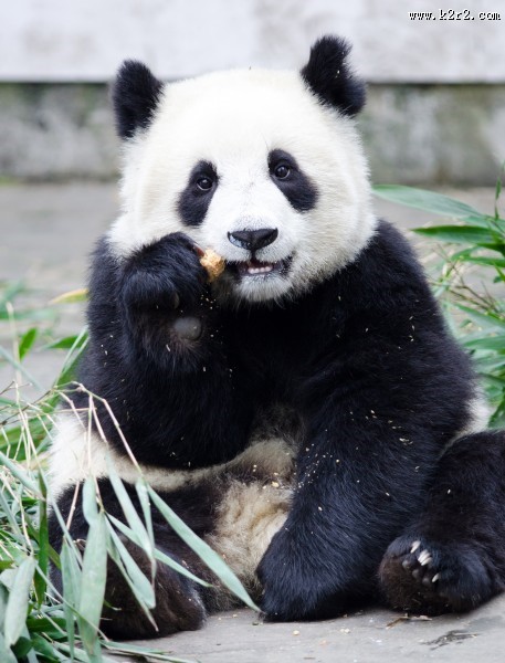 可爱国宝大熊猫图片大全