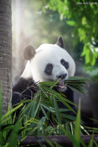 可爱国宝大熊猫图片大全