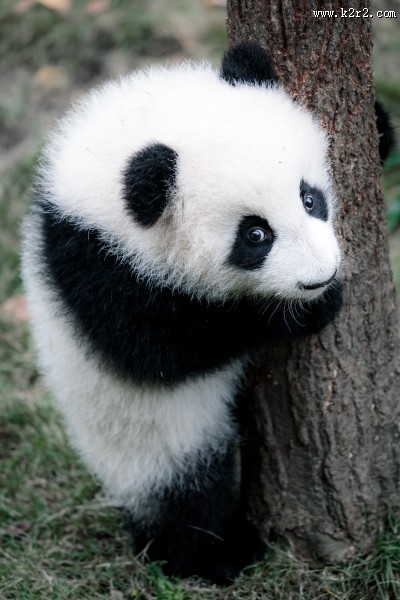 可爱国宝大熊猫图片大全
