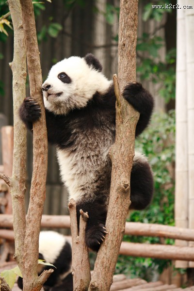 可爱国宝大熊猫图片大全