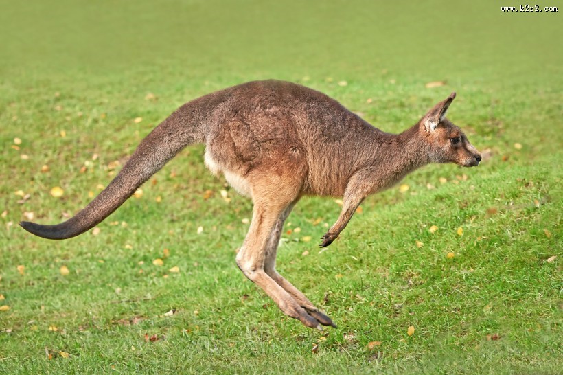 呆萌可爱的袋鼠图片大全