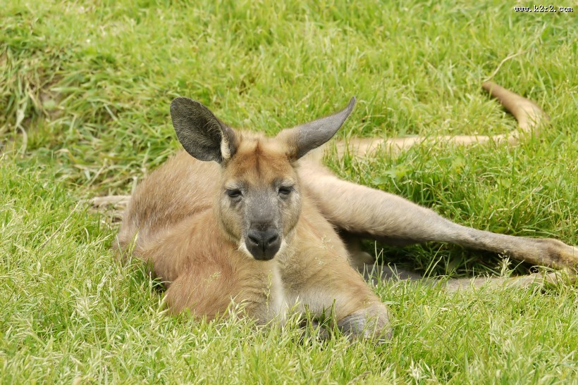 呆萌可爱的袋鼠图片大全