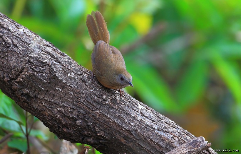 暖褐色的白腹幽鹛图片大全