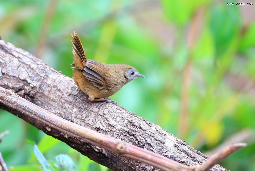 暖褐色的白腹幽鹛图片大全