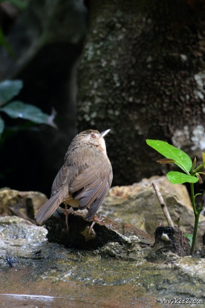 暖褐色的白腹幽鹛图片大全
