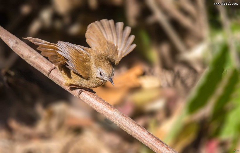暖褐色的白腹幽鹛图片大全