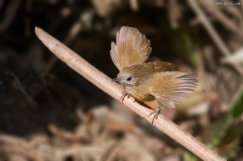暖褐色的白腹幽鹛图片大全