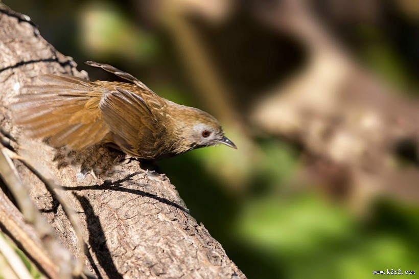 暖褐色的白腹幽鹛图片大全