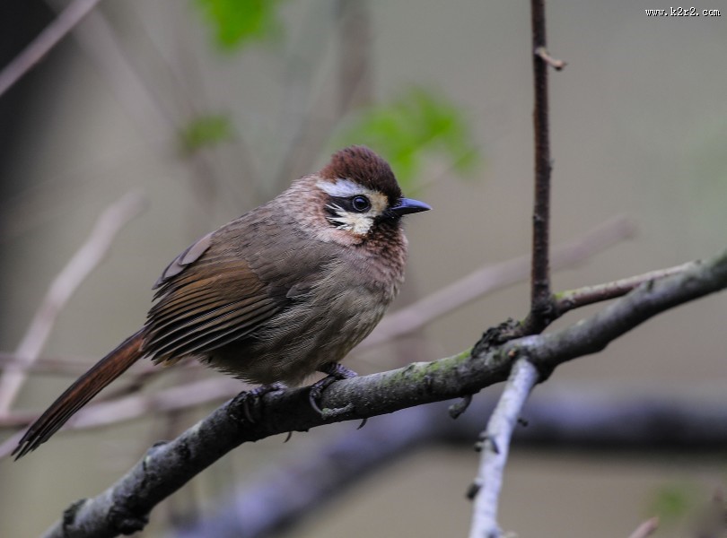 中型鸟之白颊噪鹛图片大全