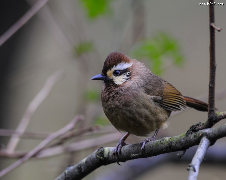 中型鸟之白颊噪鹛图片大全