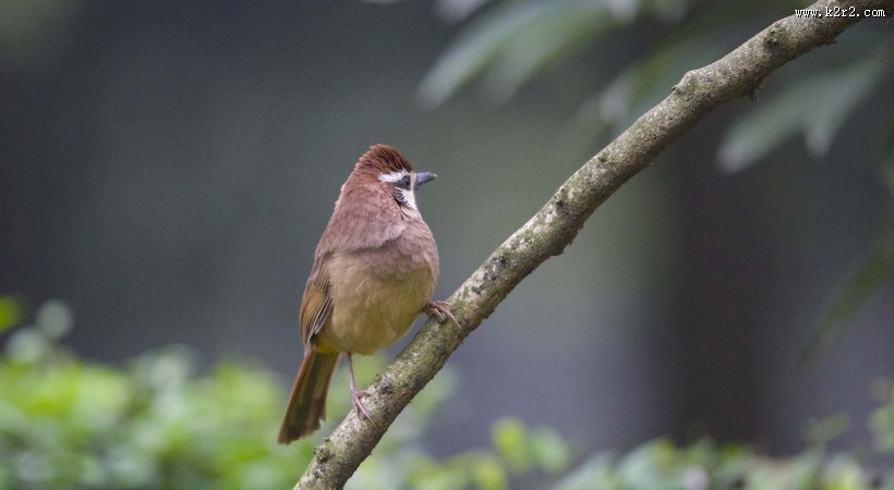 中型鸟之白颊噪鹛图片大全