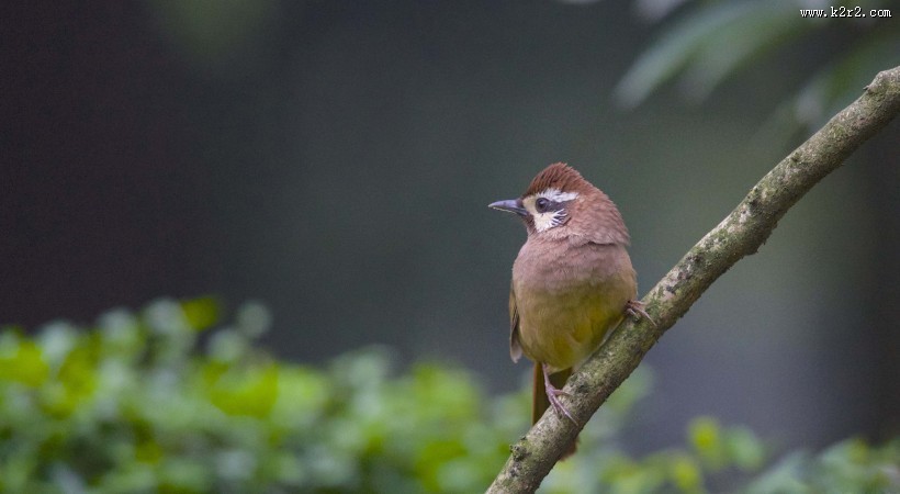 中型鸟之白颊噪鹛图片大全