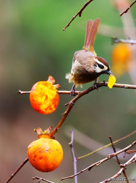 中型鸟之白颊噪鹛图片大全