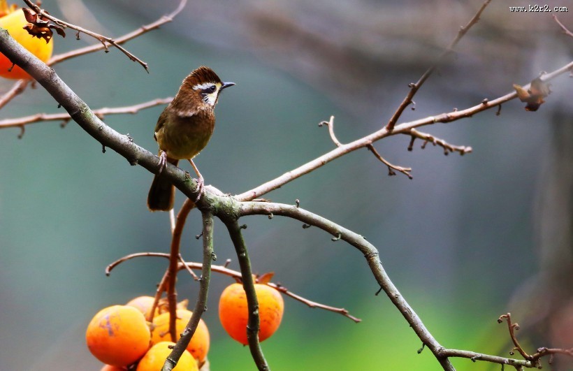 中型鸟之白颊噪鹛图片大全