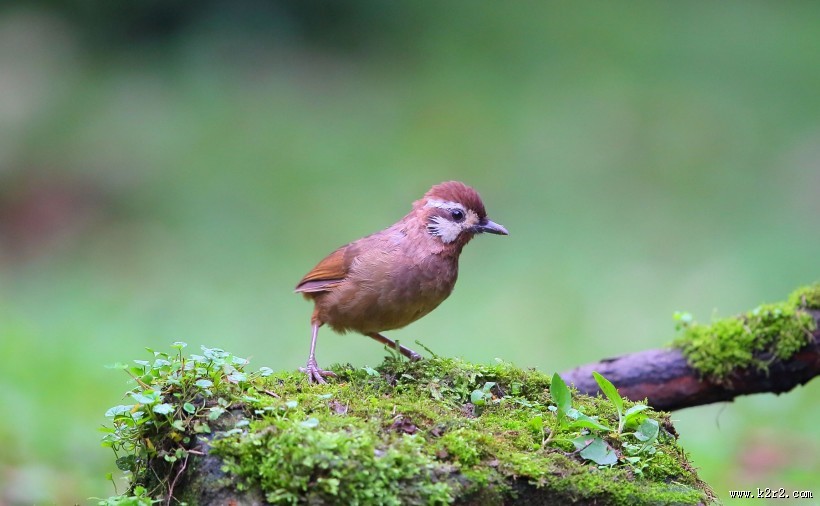 中型鸟之白颊噪鹛图片大全