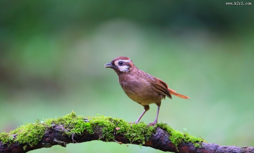 中型鸟之白颊噪鹛图片大全