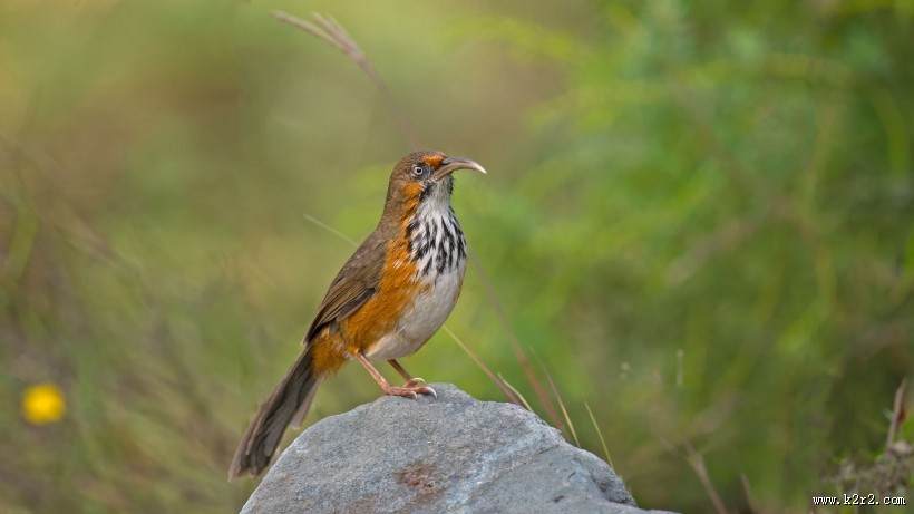 嘴巴尖尖的斑胸钩嘴鹛图片