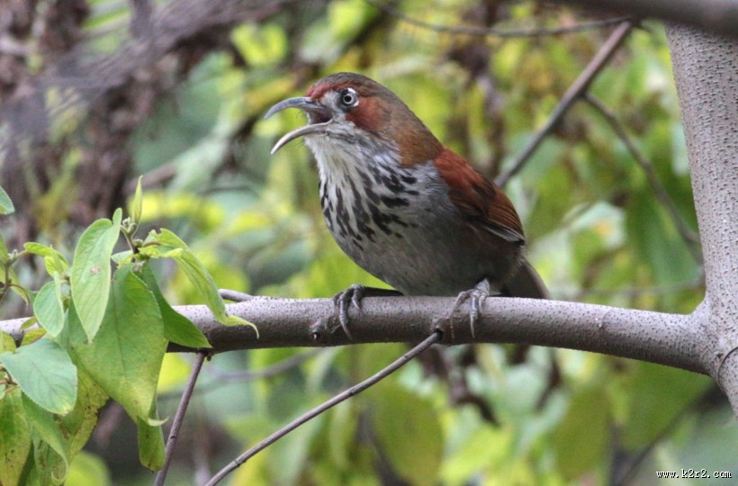 嘴巴尖尖的斑胸钩嘴鹛图片