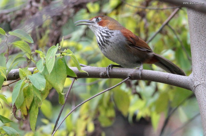 嘴巴尖尖的斑胸钩嘴鹛图片