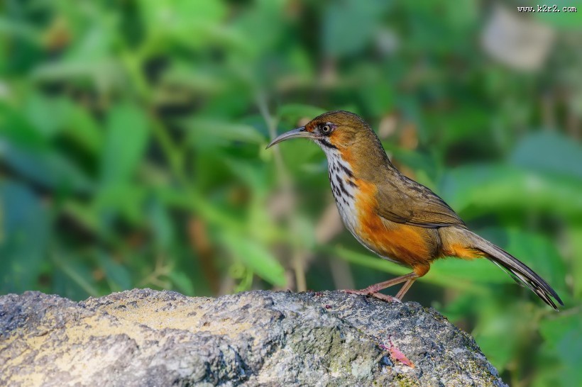 嘴巴尖尖的斑胸钩嘴鹛图片