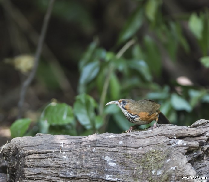 嘴巴尖尖的斑胸钩嘴鹛图片