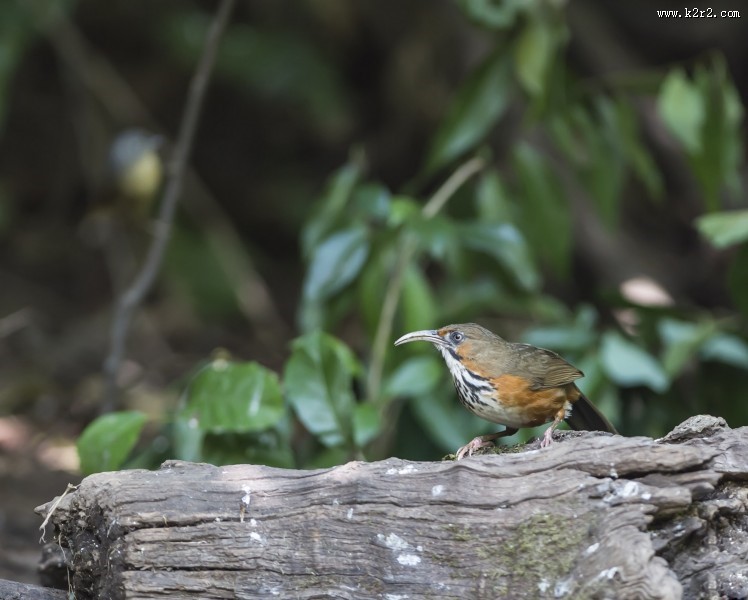 嘴巴尖尖的斑胸钩嘴鹛图片