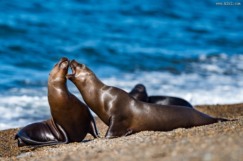 海狮与海龟的图片大全