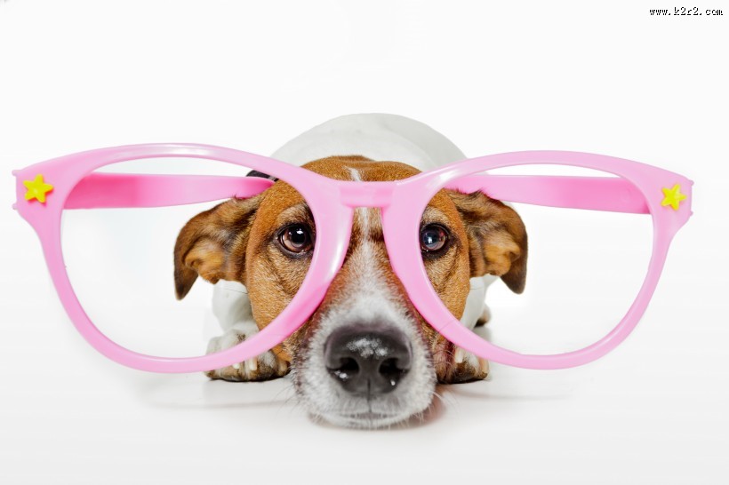 充满创意的宠物狗狗图片