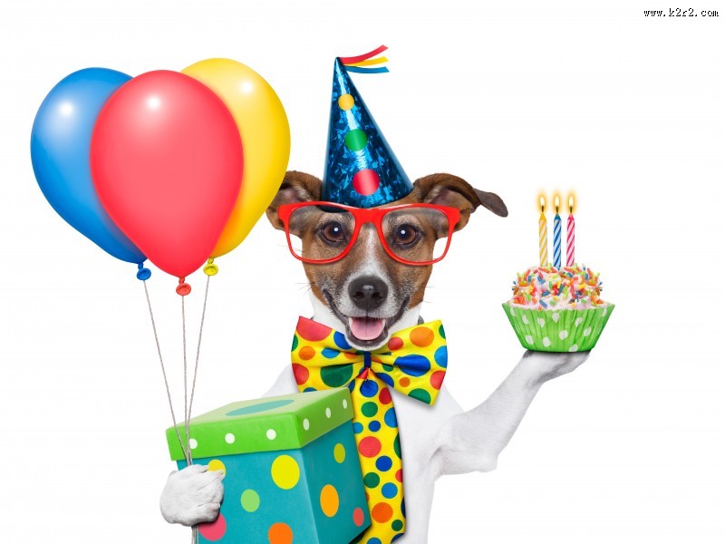 充满创意的宠物狗狗图片