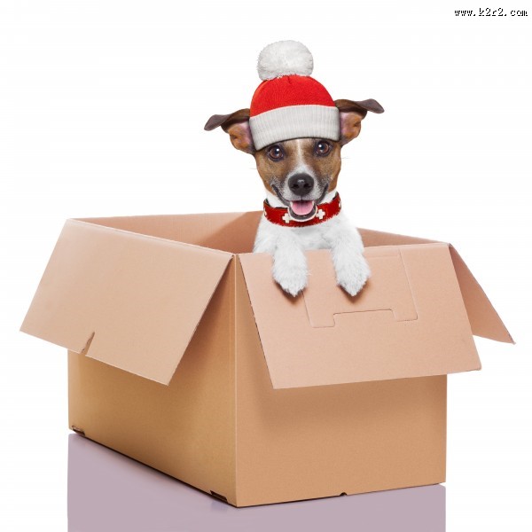 充满创意的宠物狗狗图片