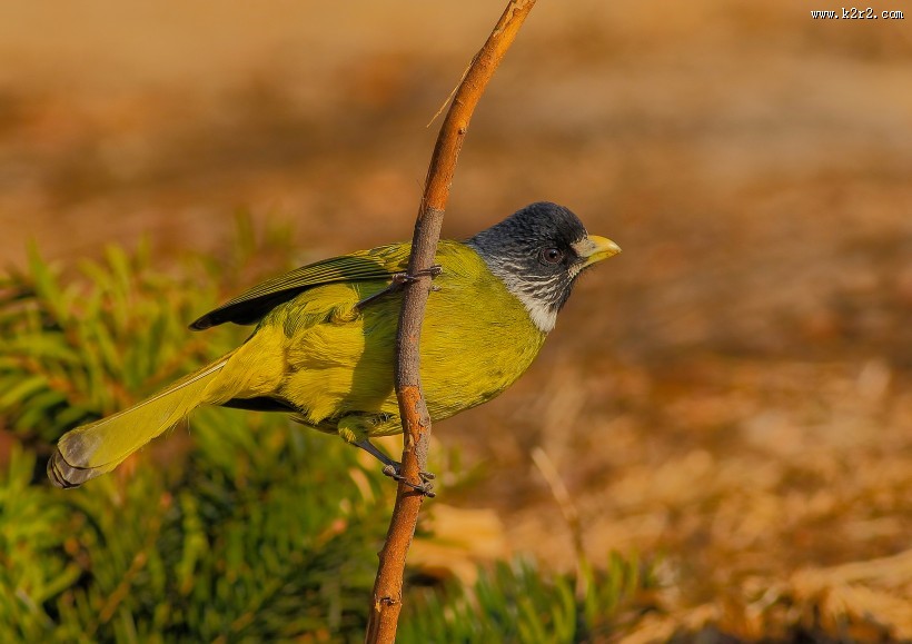 领雀嘴鹎图片大全