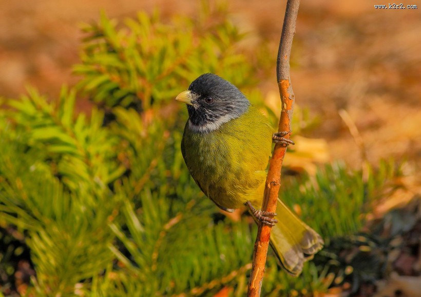 领雀嘴鹎图片大全