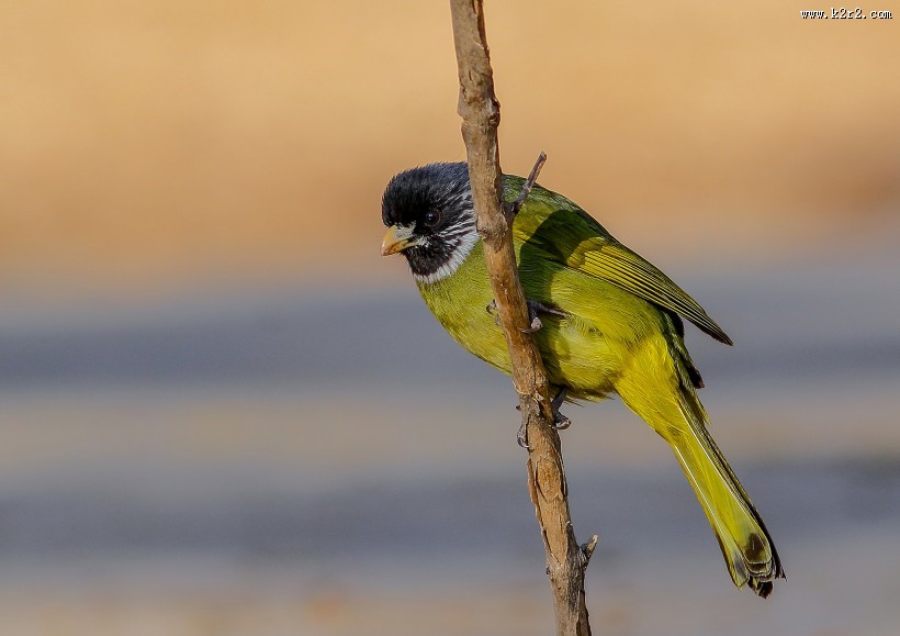 领雀嘴鹎图片大全