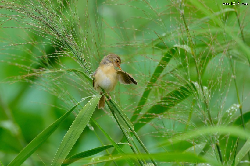 小小的柳莺图片