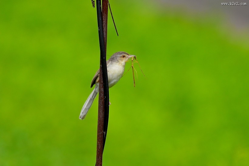 小小的柳莺图片