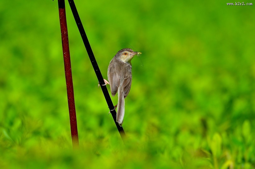小小的柳莺图片