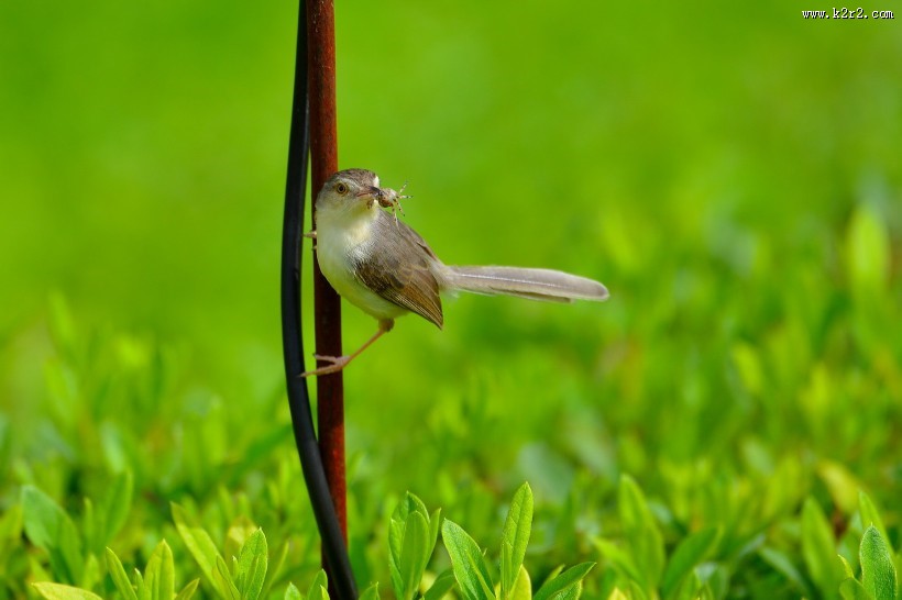小小的柳莺图片