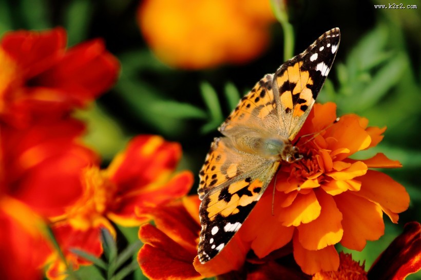 可爱蝴蝶图片大全