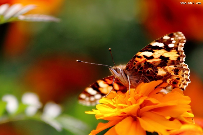 可爱蝴蝶图片大全