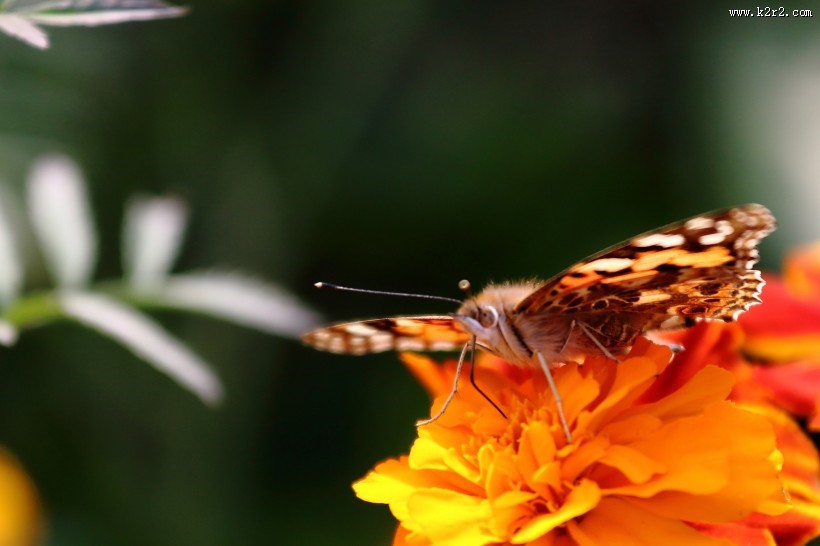 可爱蝴蝶图片大全