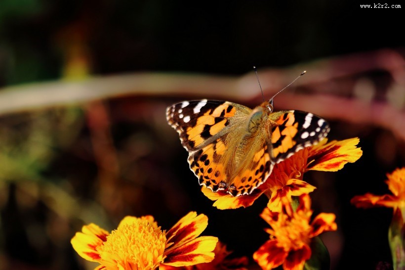 可爱蝴蝶图片大全