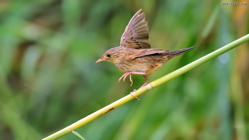 行踪神秘的小蝗莺图片